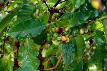 Coffee berries on a tree
