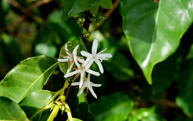 Coffee flowers