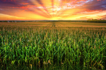 green corn field in agricultural garden and light shines sunset. Beautiful sunset over corn field....