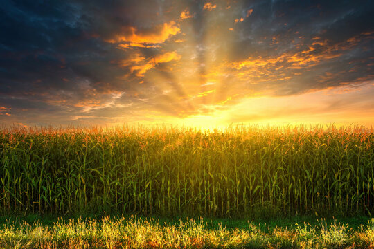 green corn field in agricultural garden and light shines sunset. Beautiful sunset over corn field. Panorama corn field sunset. agricultural plantation in the sunset animal feed agricultural industry.