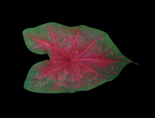Caladium or Caladium Bicolor Vent leaf. Close up exotic green and red leaves isolated on black background.