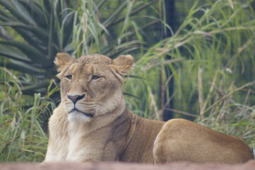 Lioness at zoo