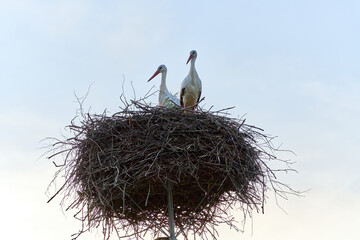 A stork bird pair in the nest look in one direction isolated on clear sky