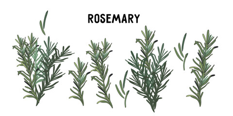Rosemary various twigs set, hand drawn vector illustration isolated on white.