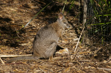 Brush wallaby - australia