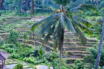 Rice terraces in Tegal Alang Village, Ubud, Bali, Indonesia