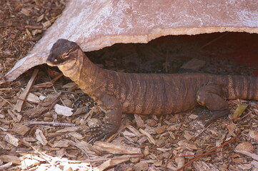 monitor/goana - australia