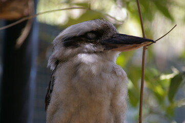 Kookuburra - Close-up