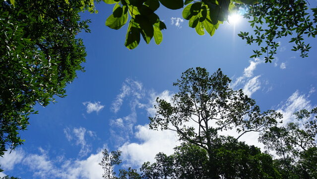 the sky in the green forest
