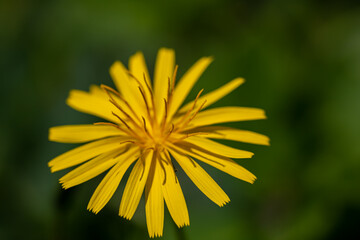 Aposeris foetida flower in meadow, close up