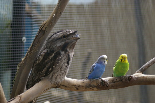 tawny frogmouth - australia 