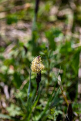 Carex caryophyllea flower growing in meadow, close up	