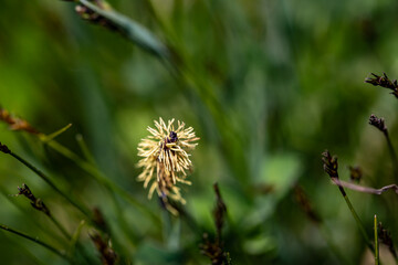 Carex caryophyllea flower growing in meadow, close up	