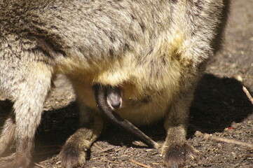 Yellow-footed rock wallaby joey - australia