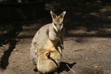 yellow-footed rock-wallaby with joey - australia