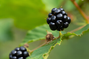 Delicious blackberries on a green branch in the forrest. High quality photo. Selective focus.