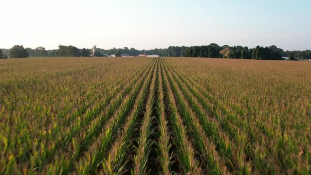 A low angle view of long rows of corn on a farm during a bright sunrise. The drone camera dolly in just over the corn then slowly boom up over a tractor-trailer at the end of the cornfield.