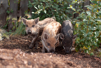 Little piglets in a pasture at a remote livestock station. Dwarf pig, pig face and eyes. Wild piglets in the zoo. The concept of funny animals. Postcards. Mangalitsa piglet
