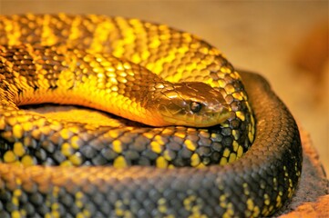 Tiger Snake - WA