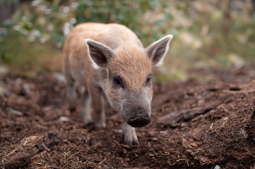 Little piglets in a pasture at a remote livestock station. Dwarf pig, pig face and eyes. Wild...