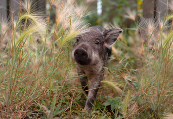 Little piglets in a pasture at a remote livestock station. Dwarf pig, pig face and eyes. Wild...