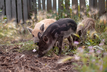 Little piglets in a pasture at a remote livestock station. Dwarf pig, pig face and eyes. Wild...