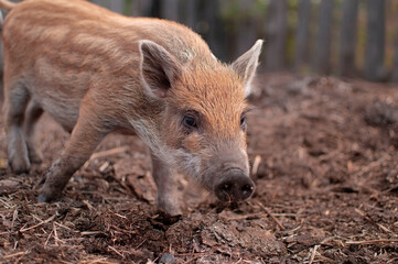 Little piglets in a pasture at a remote livestock station. Dwarf pig, pig face and eyes. Wild...