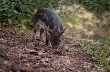 Little piglets in a pasture at a remote livestock station. Dwarf pig, pig face and eyes. Wild piglets in the zoo. The concept of funny animals. Postcards. Home farming. Mangalitsa piglet