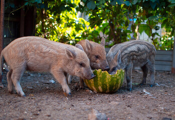 Little piglets in the pasture are eating watermelon. Dwarf pig, pig face and eyes. The concept of...