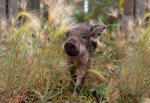 Little piglets in a pasture at a remote livestock station. Dwarf pig, pig face and eyes. Wild piglets in the zoo. The concept of funny animals. Postcards. Mangalitsa piglet