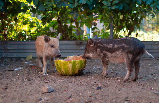 Little piglets in the pasture are eating watermelon. Dwarf pig, pig face and eyes. The concept of funny animals. Postcards. Home farming.