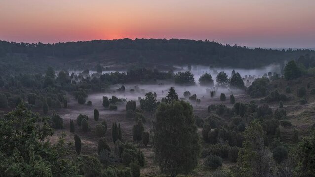 Sunrise Timelapse with Fog in Heather Landscape (L&uuml;neburger Heide)