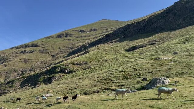 sheep looking for high mountain pasture, green grass, alpine flower in the Pyrenees, south of France