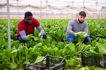 Hired workers harvest mangold in a greenhouse