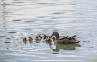 duck and ducklings
