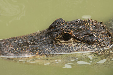 Closeup of an American Alligator head in the Water with Eye Watching, Selective Focus