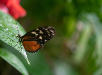 African Monarch Butterfly Sitting on a Wet Leaf with Selective Focus and Copy Space