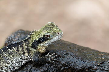 Water Dragon Sitting on a Wet Branch with Selective Focus and Copy Space