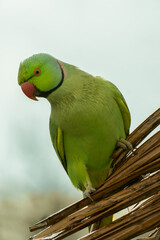 Indian Ring-necked Parrot on Palm Branch Selective Focus Vertical