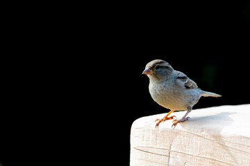 a house sparrow