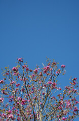 Looking Up at Magnolia Flowers