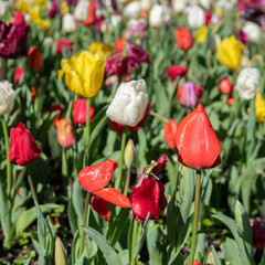 Closeup of Tulips in a Garden