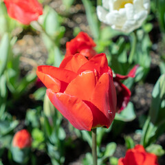 Closeup of a Red Tulip