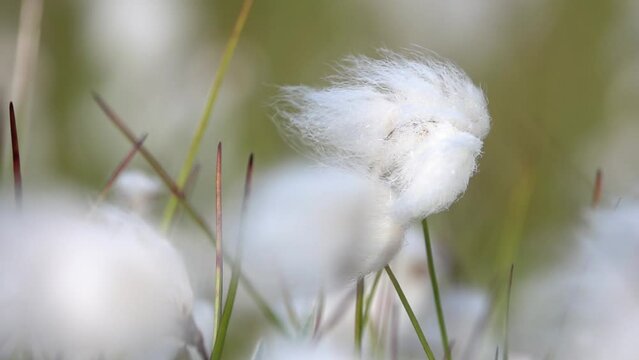 Cotton grass dandelion blowing in wind, Close up

Slow motion close up, 2022
