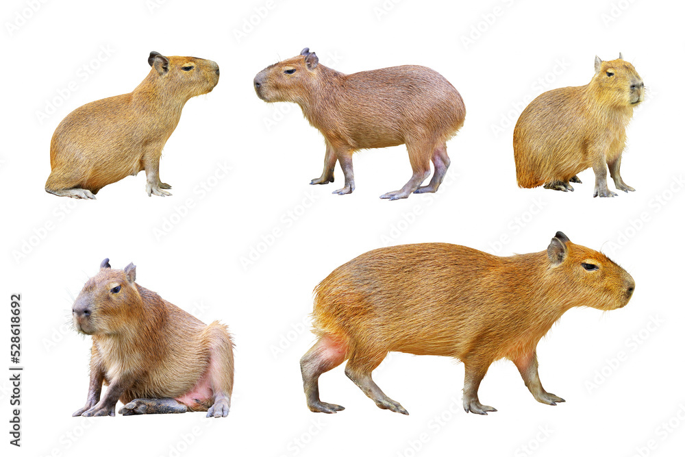 Poster set of capybara isolated on white background.