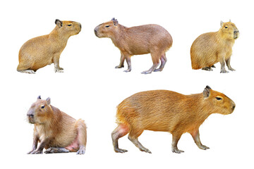 Set of Capybara isolated on white background.