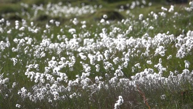 
Cotton grass dandelion blowing in wind, slow motion, 2022
Slow motion close up, 2022

