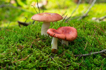 Russula paludosa - red forest mushroom. It is edible. Yet it may easily be mistaken for Russula emetica, which is poisonous and Russula nobilis