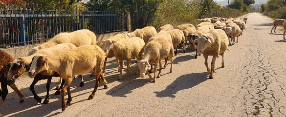 sheeps on the road in ioannina city greece