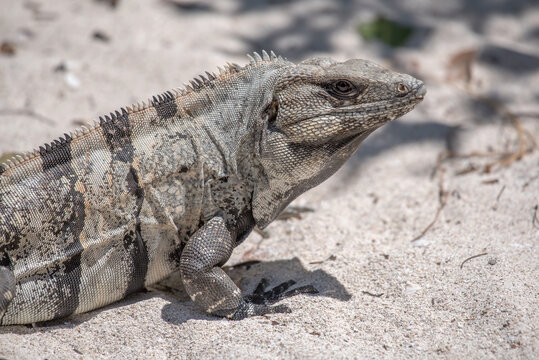 Mexican Iguana resting on a rock in Tulum, Mexico